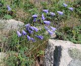 Campanula rotundifolia