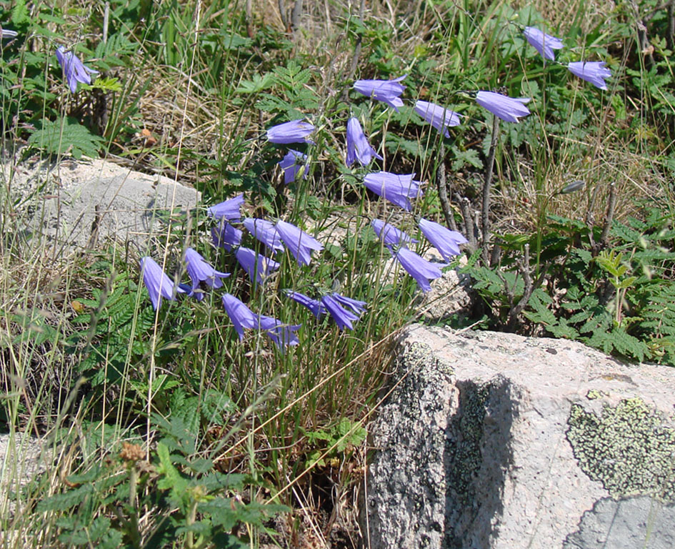 Image of Campanula rotundifolia specimen.