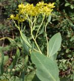 Haplophyllum acutifolium