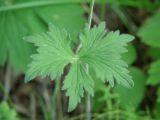 Delphinium crassifolium. Лист в средней части растения. Иркутская обл., Иркутский р-н, окр. с. Смоленщина, р. Иркут, в колке. 16.07.2015.