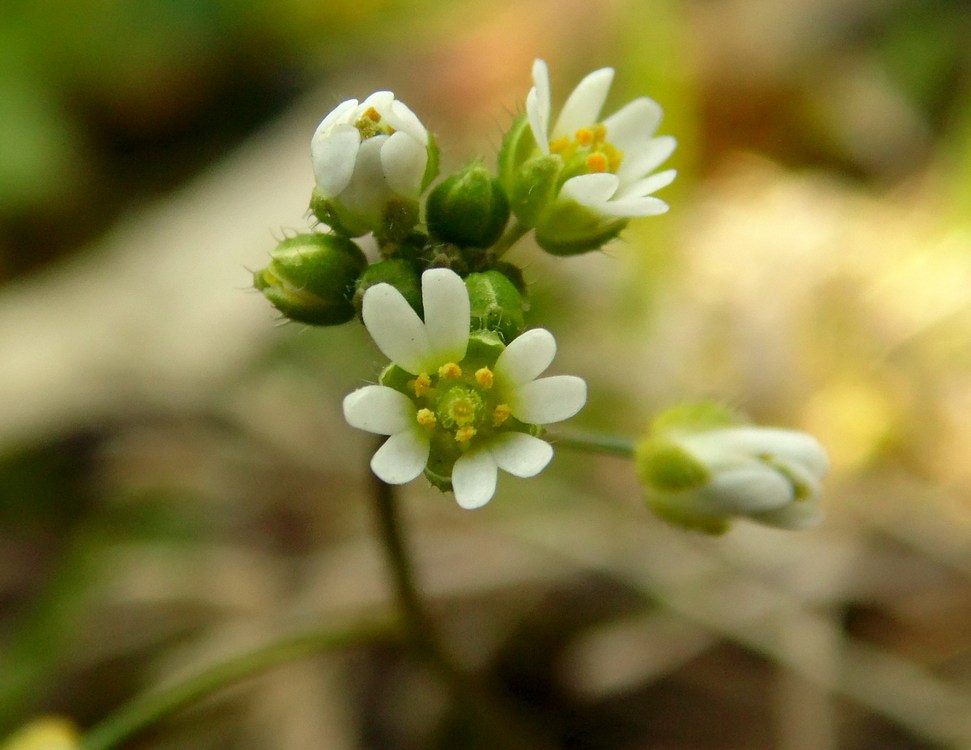 Image of Erophila verna specimen.