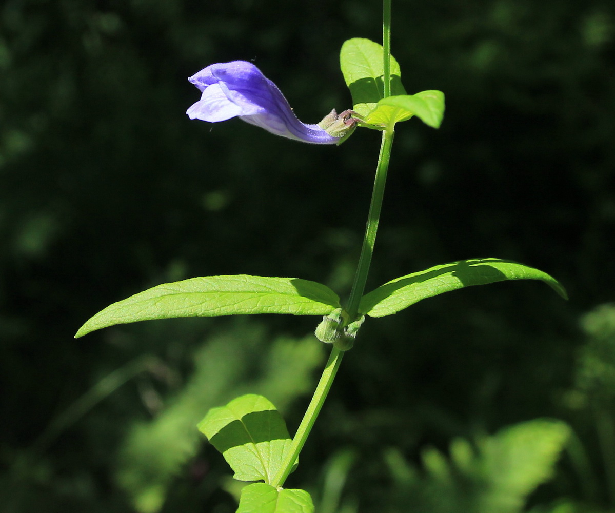 Image of Scutellaria ochotensis specimen.