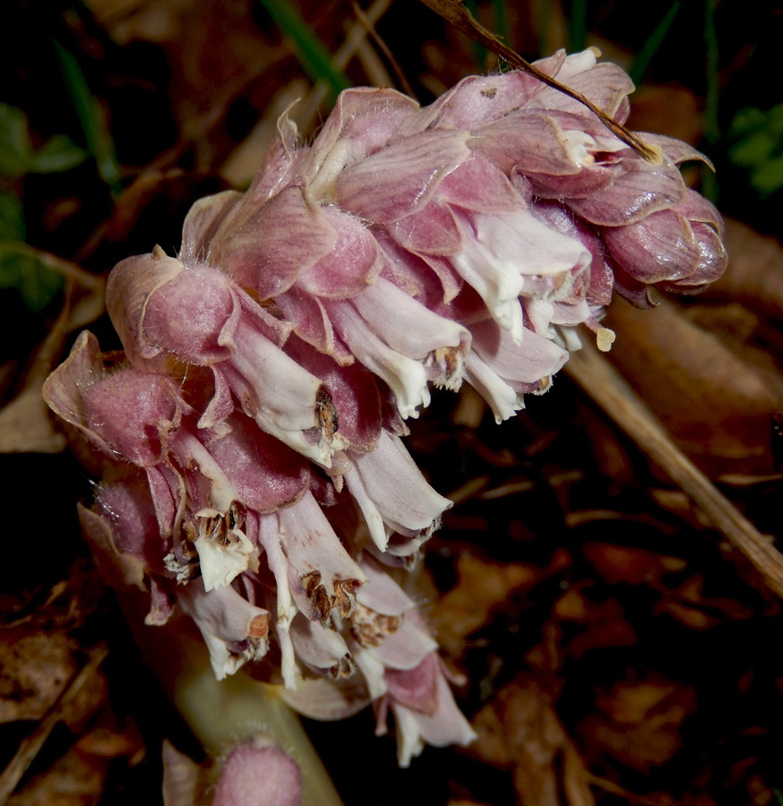 Image of Lathraea squamaria specimen.