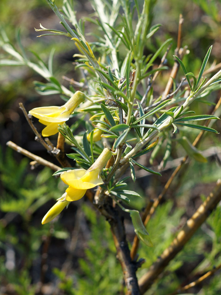 Изображение особи Caragana pygmaea.