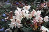 Rhododendron caucasicum. Верхушки цветущих побегов. Кабардино-Балкария, Черекский р-н, верховья Черека Балкарского, правый борт долины, занятой ледником Агаштан в р-не вершины Левхановцек (2854), альпийская растительность. 27.07.2013.