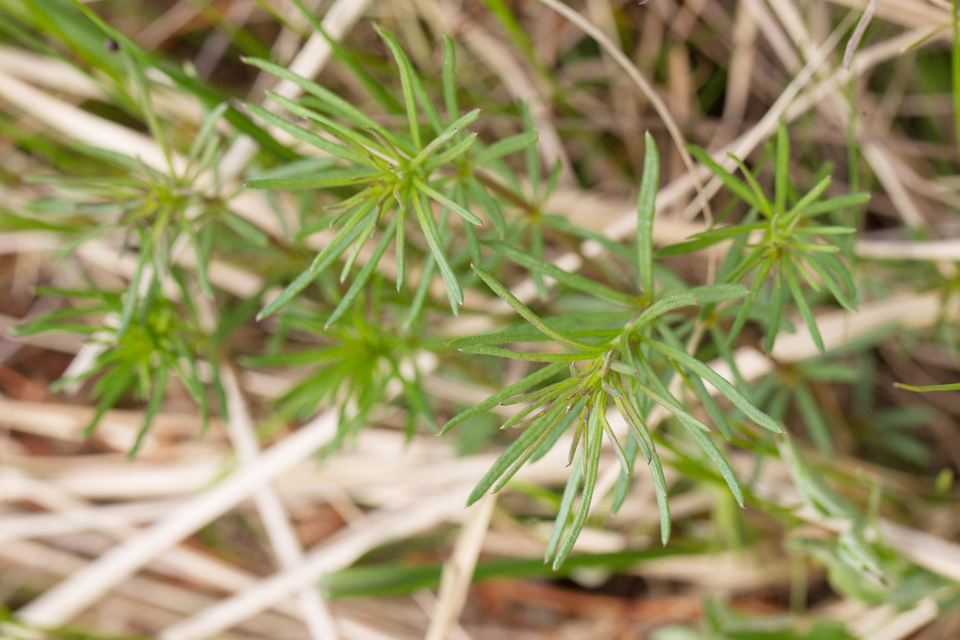 Изображение особи Galium verum.