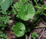 Ranunculus cassubicus. Молодые листья. Московская обл., Раменский р-н, окр. ж.-д. платформы Хрипань, смешанный лес, просека. 18.05.2016.