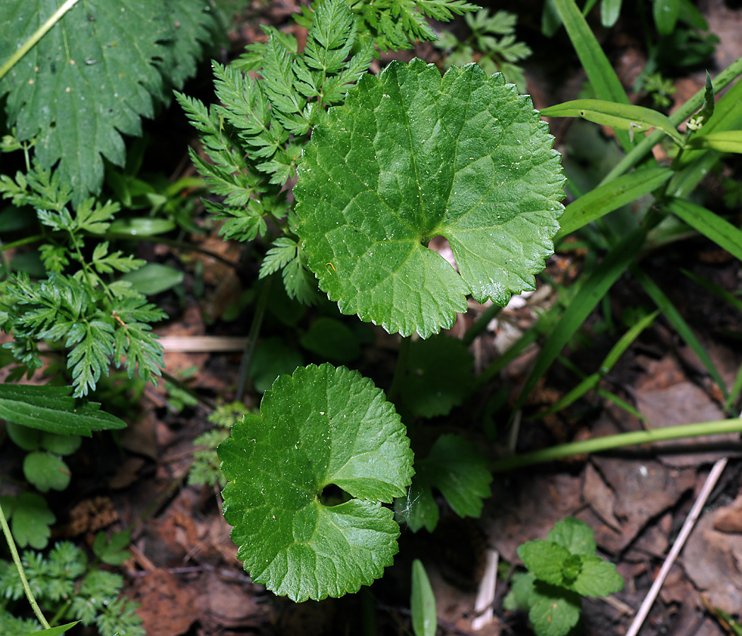 Изображение особи Ranunculus cassubicus.