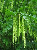 Pterocarya fraxinifolia. Ветвь с соплодиями. Нидерланды, Гронинген, в городском озеленении. 24 июня 2006 г.