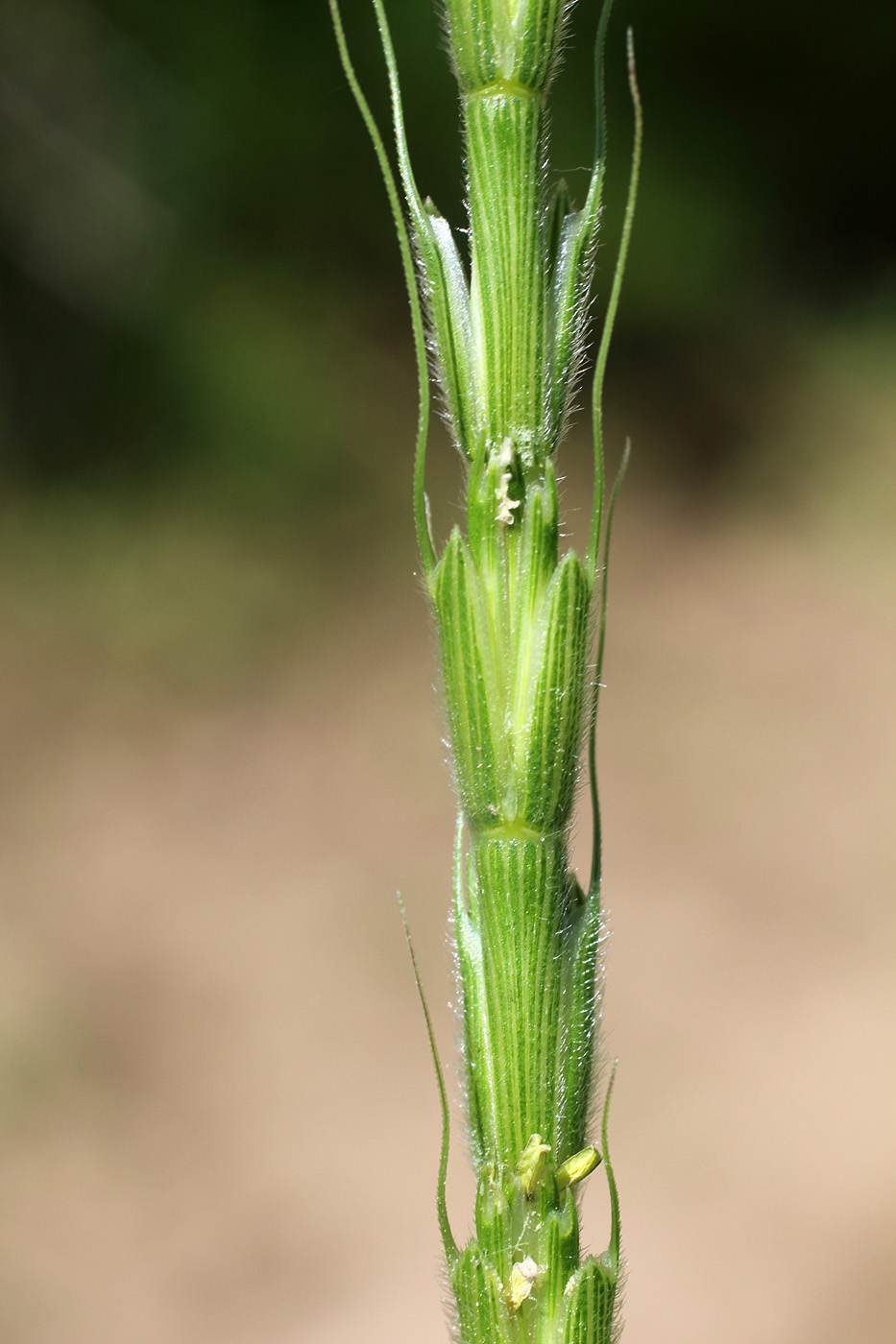 Изображение особи Aegilops cylindrica.