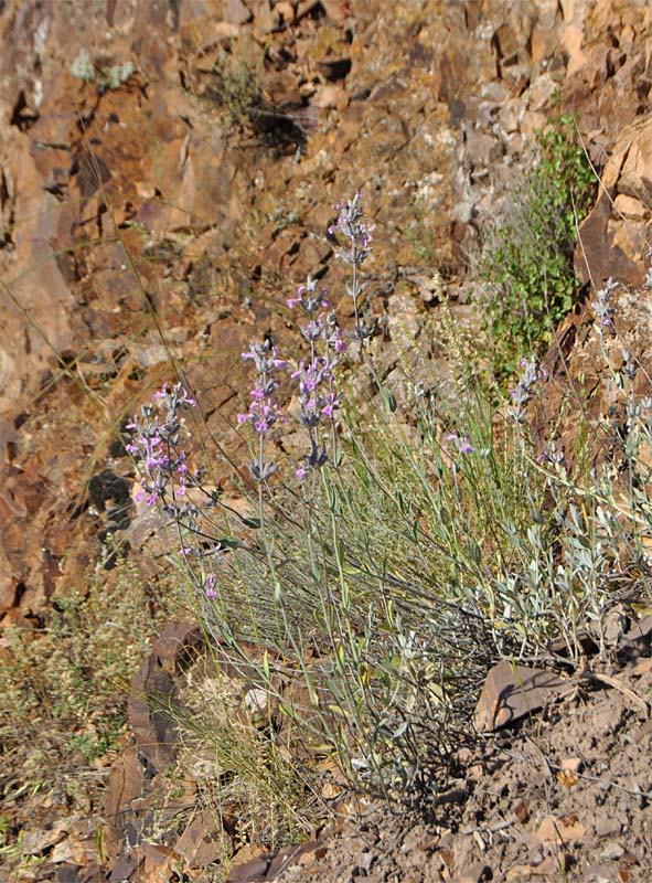 Image of Stachys inflata specimen.