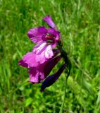 Gladiolus tenuis