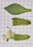 Image of taxon representative. Author is Татьяна Мальчинская