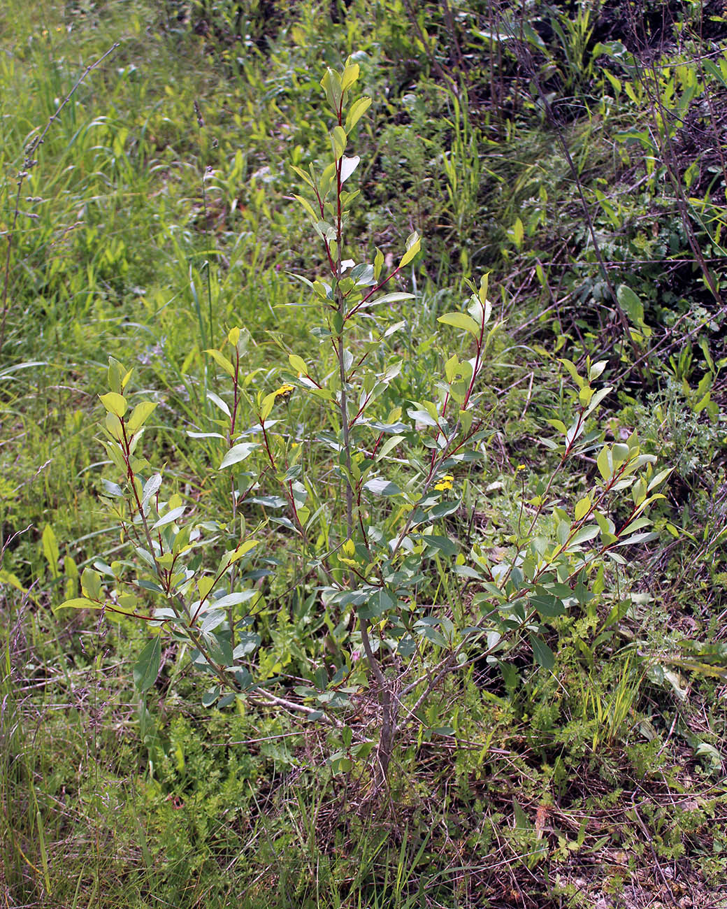 Image of genus Populus specimen.