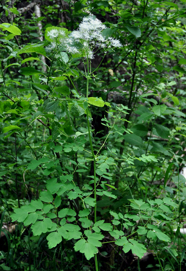 Image of Thalictrum aquilegiifolium specimen.