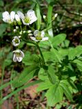 Cardamine amara