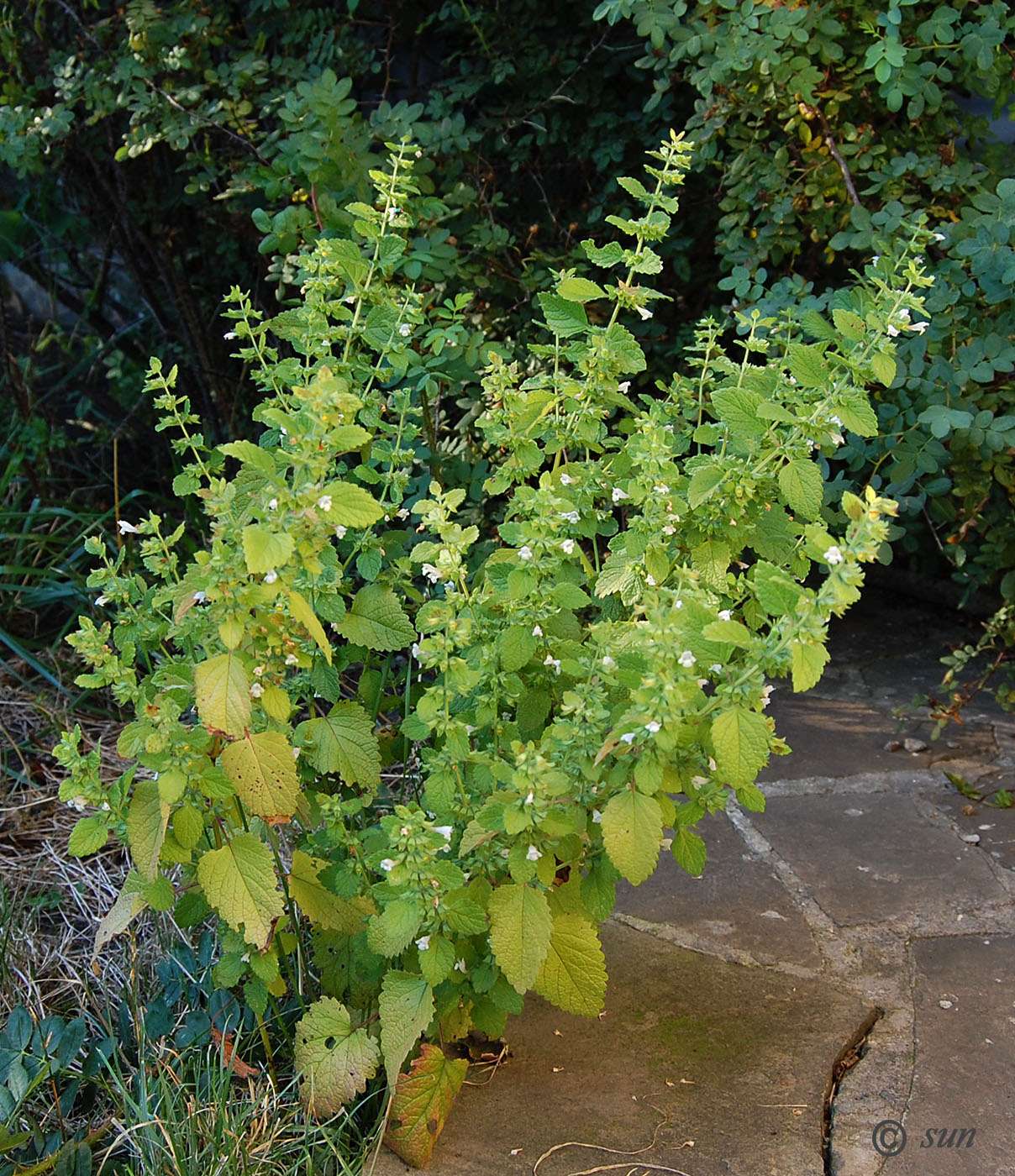 Image of Melissa officinalis specimen.