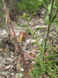 Fumana procumbens