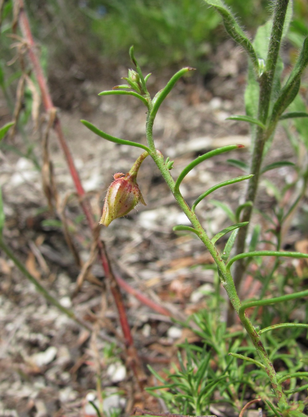 Изображение особи Fumana procumbens.