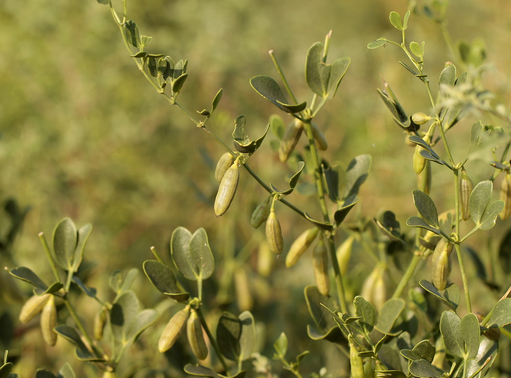 Image of Zygophyllum fabago specimen.