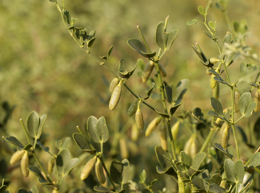 Изображение особи Zygophyllum fabago.