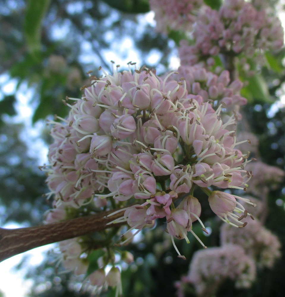 Image of Melicope elleryana specimen.