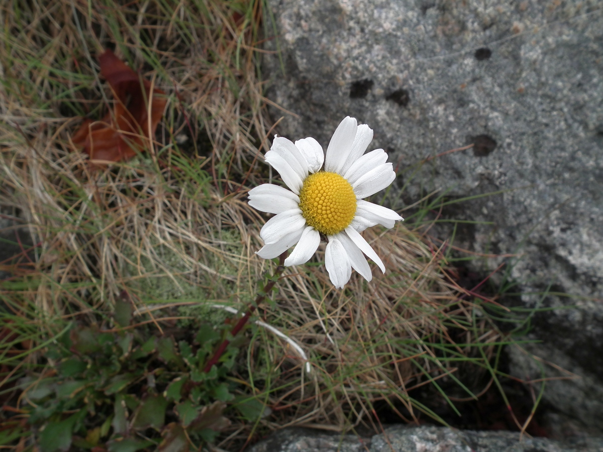 Image of Arctanthemum hultenii specimen.