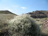 Clematis songorica