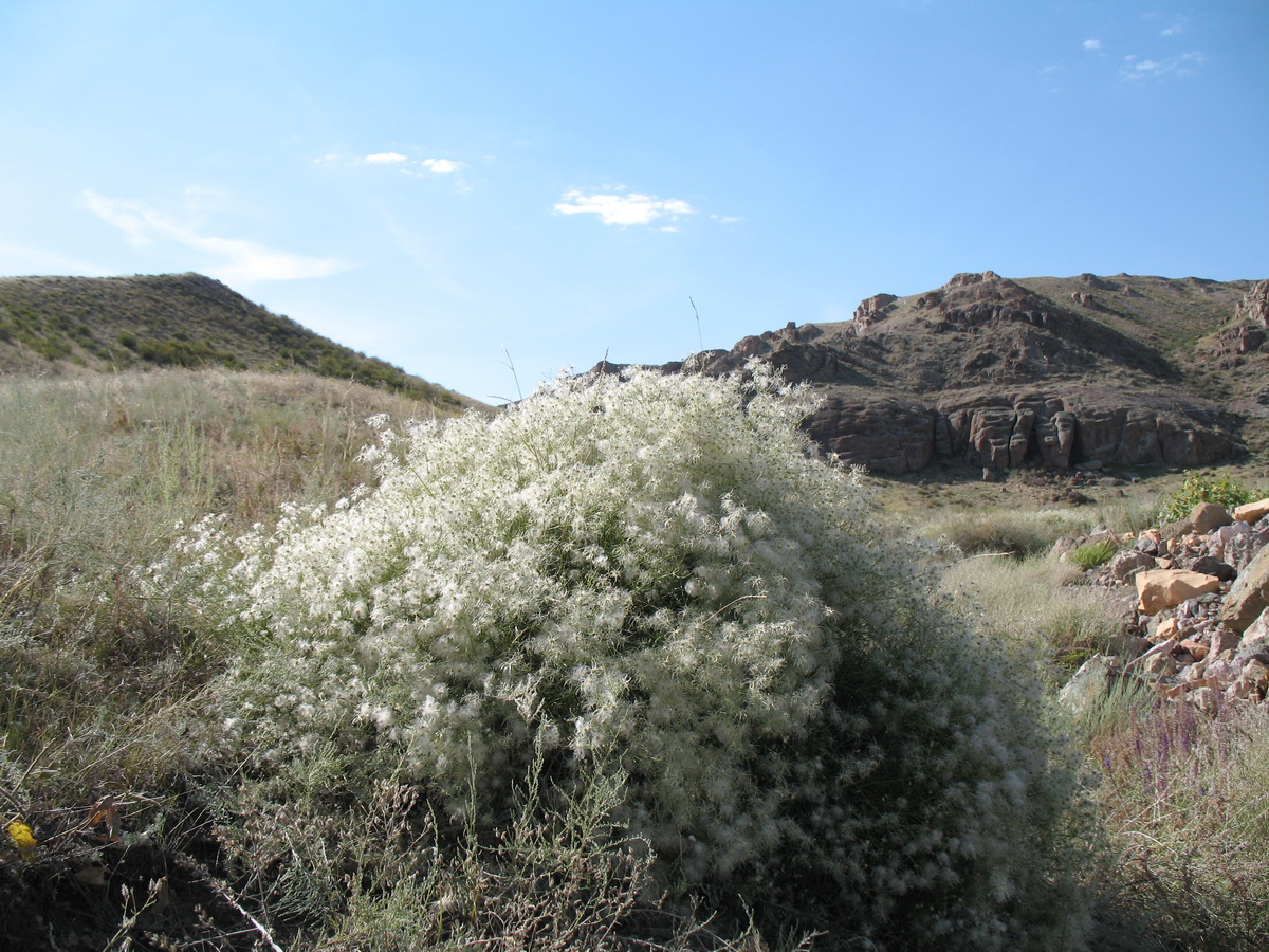 Image of Clematis songorica specimen.