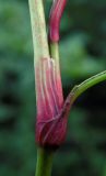 Persicaria lapathifolia