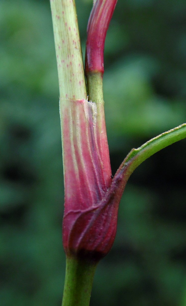 Изображение особи Persicaria lapathifolia.