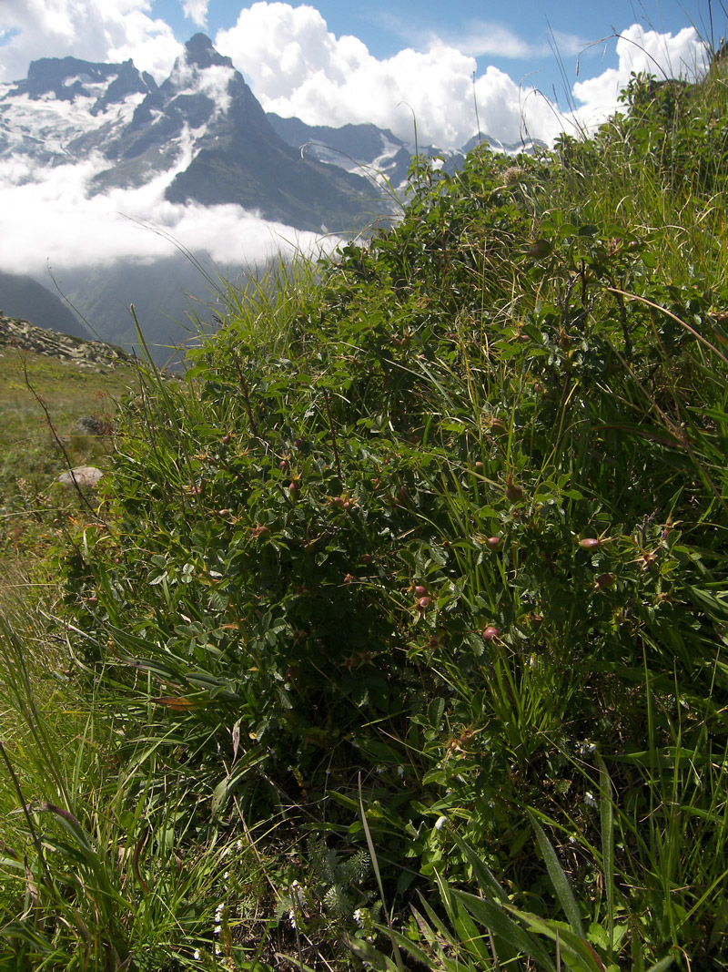 Image of Rosa rubiginosa specimen.