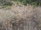 Eryngium campestre