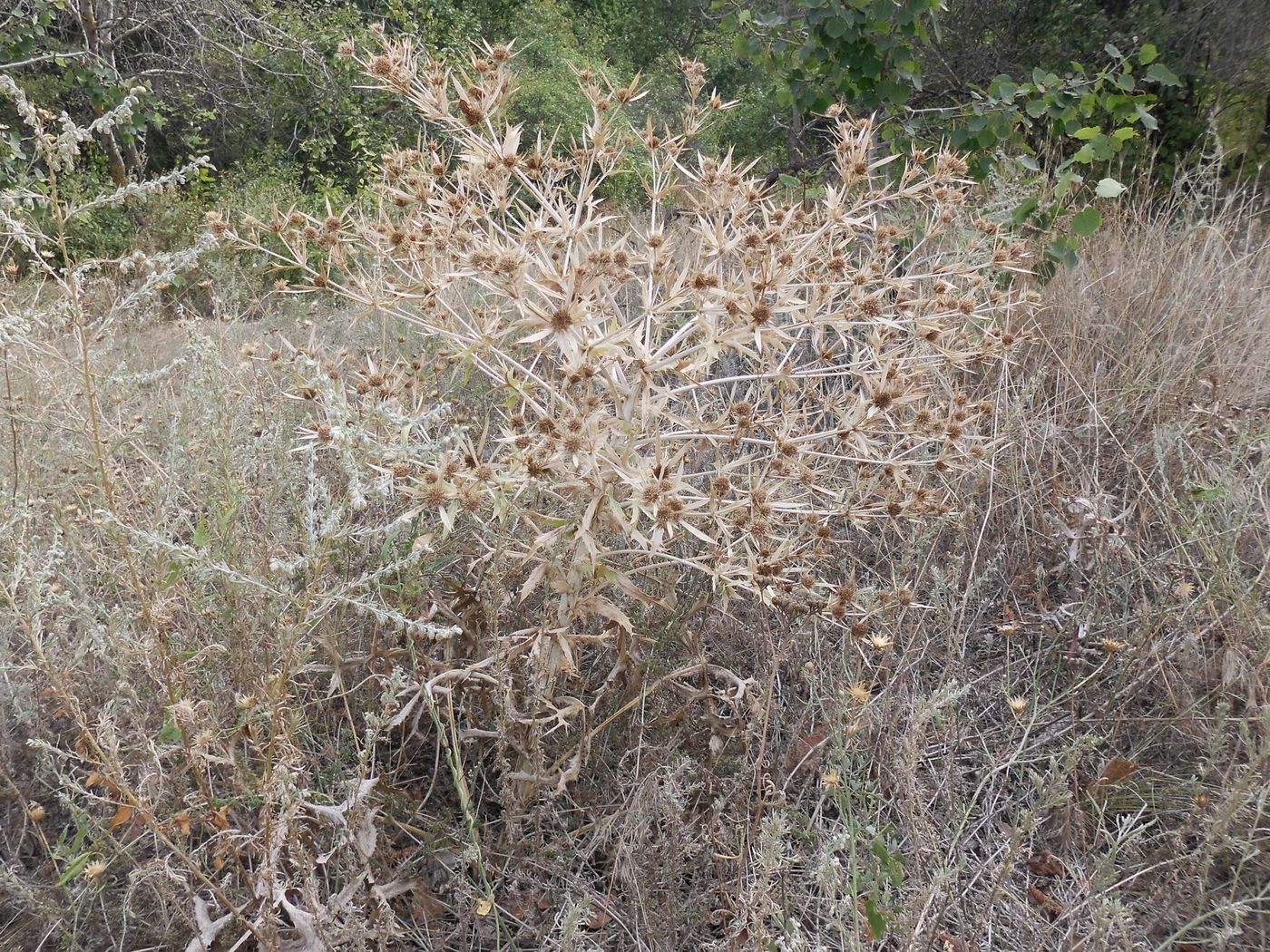 Изображение особи Eryngium campestre.