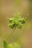 Ranunculus arvensis