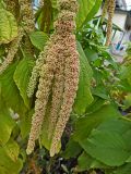 Amaranthus caudatus