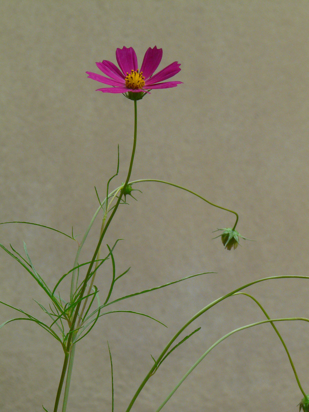 Изображение особи Cosmos bipinnatus.