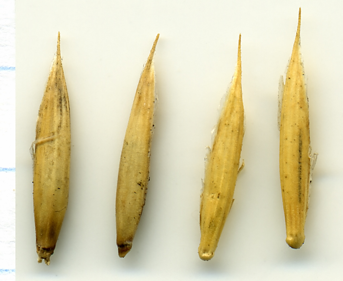 Image of Elytrigia repens specimen.