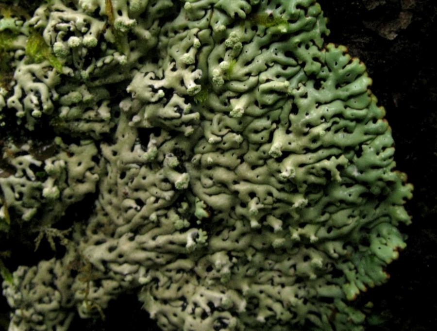 Image of Menegazzia pertusa specimen.