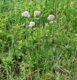 Valeriana alternifolia. Цветущее растение. Иркутская обл., Иркутский р-н, окр. дер. Жердовка, разнотравный луг. 16.06.2016.