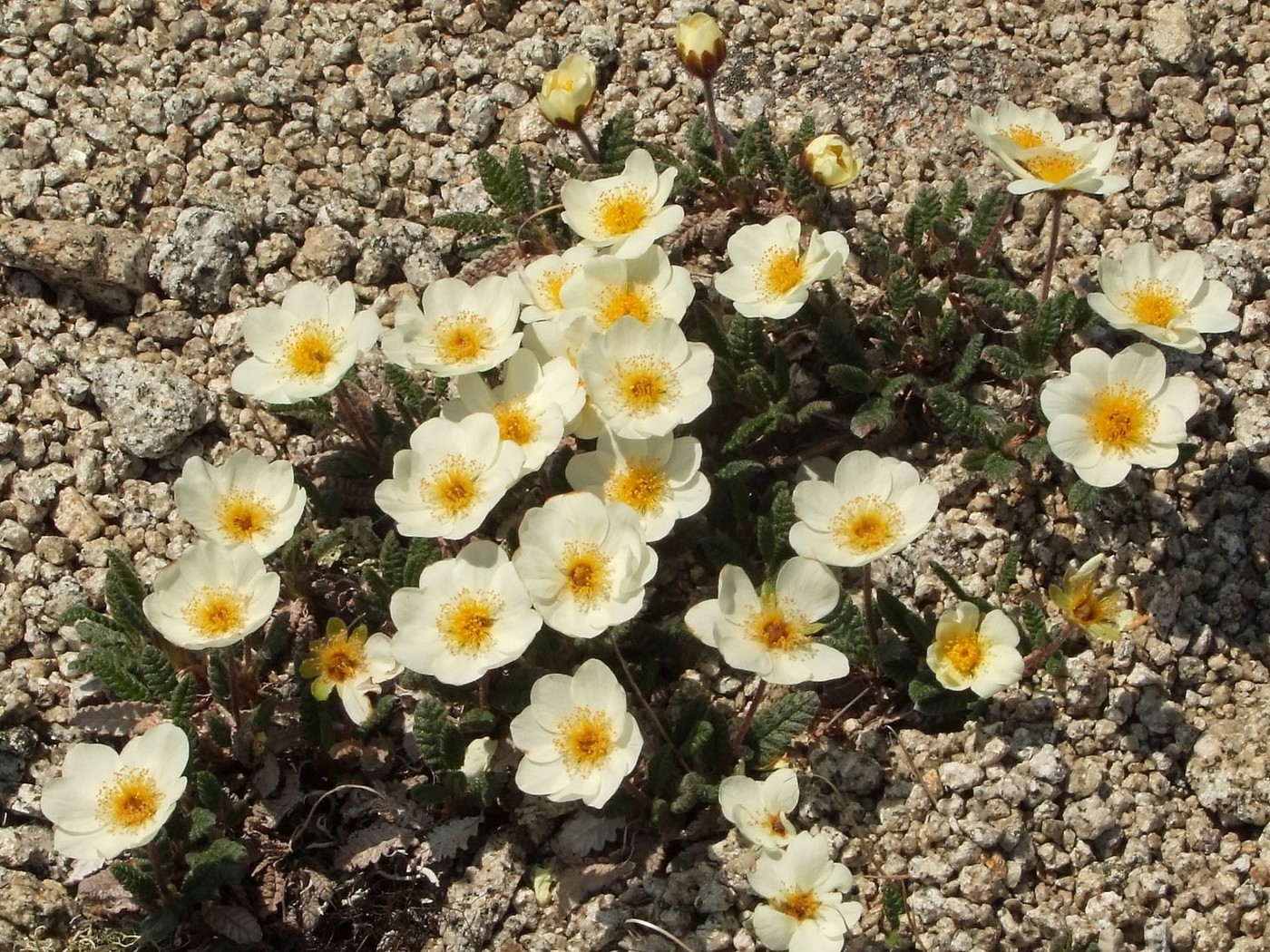 Изображение особи Dryas ajanensis.