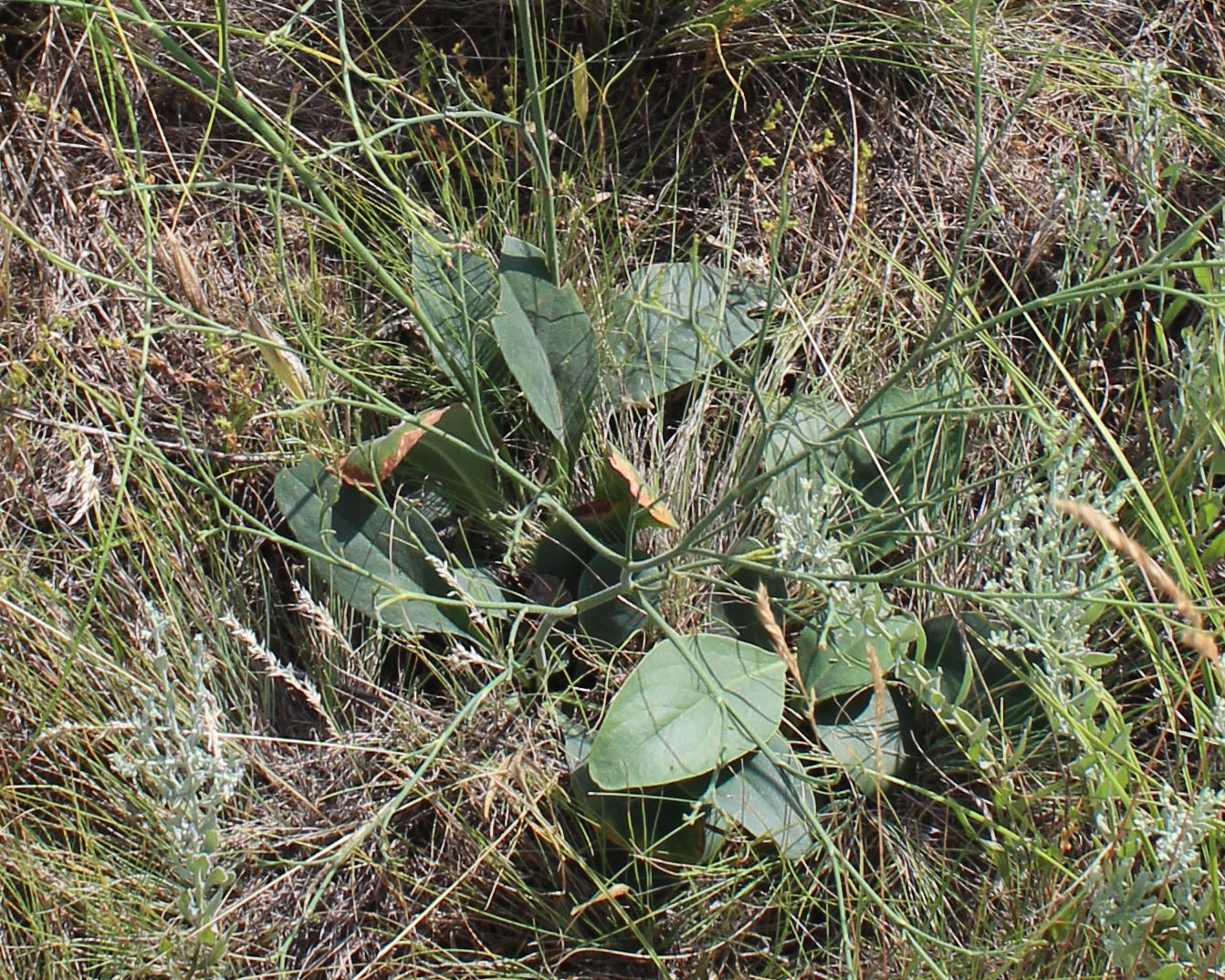 Изображение особи Limonium sareptanum.