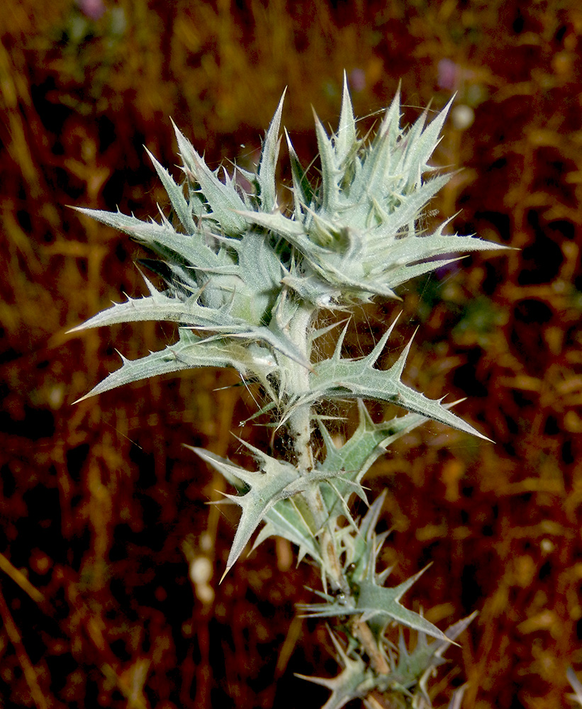 Изображение особи Carthamus glaucus.