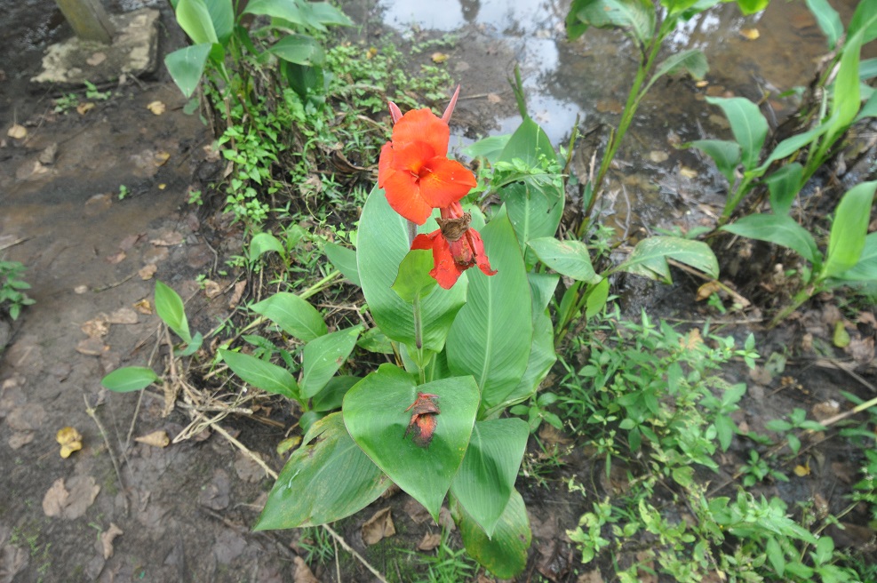 Image of genus Canna specimen.