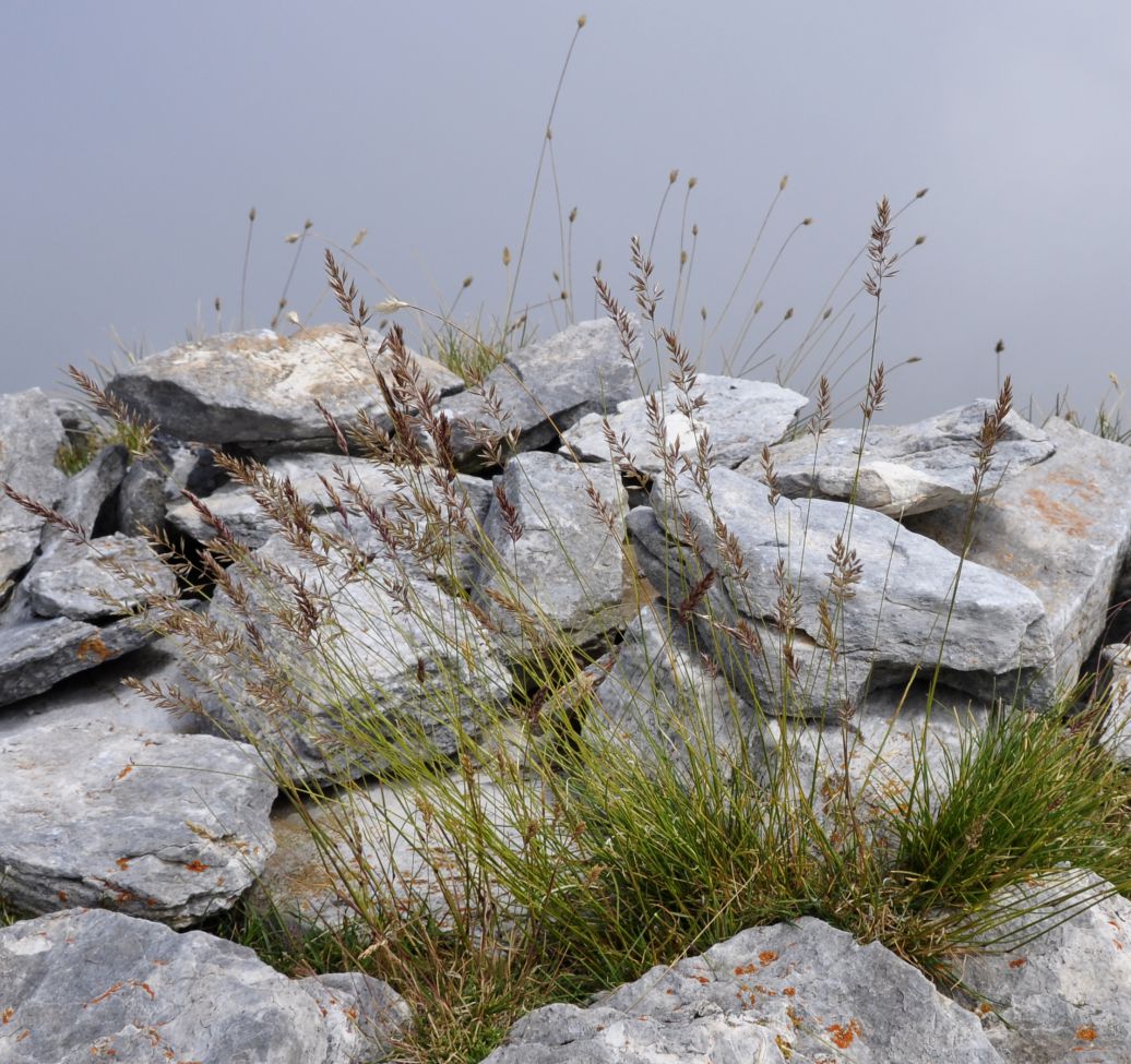 Image of familia Poaceae specimen.