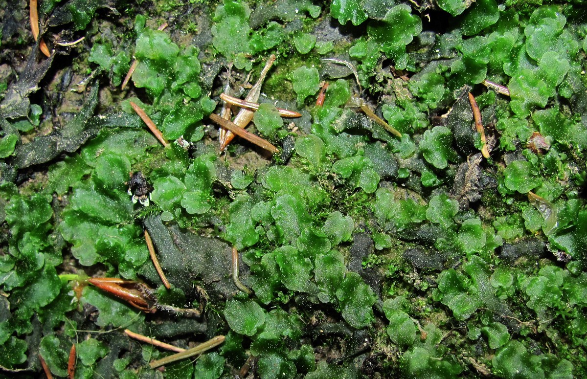 Image of genus Pellia specimen.