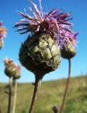 Centaurea scabiosa. Соцветие. Республика Мордовия, Большеберезниковский р-н, окр. с. Вейсэ, открытый склон с выходами мергелисто-меловых пород. 5 августа 2016 г.