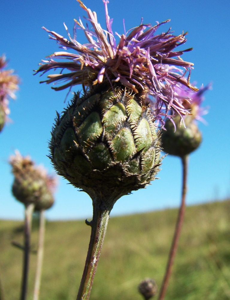 Image of Centaurea scabiosa specimen.