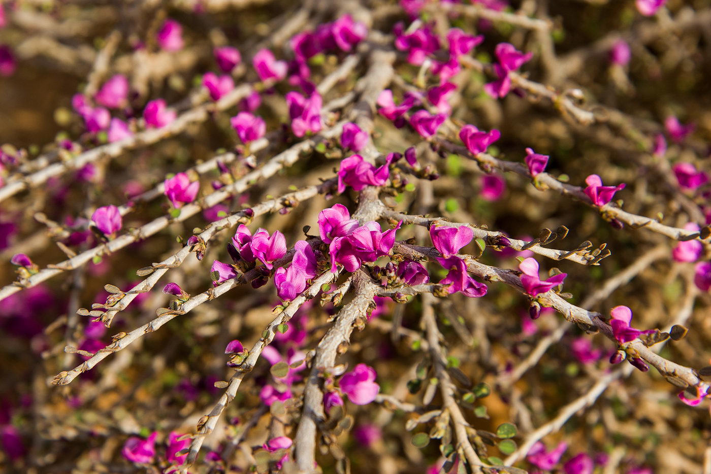 Image of familia Fabaceae specimen.