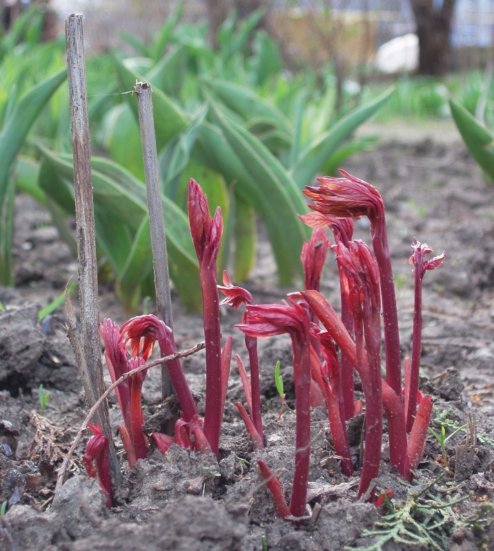 Изображение особи род Paeonia.